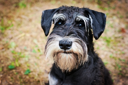 क्या आप पहचान पाएंगे इस कुत्ते की नस्ल? 