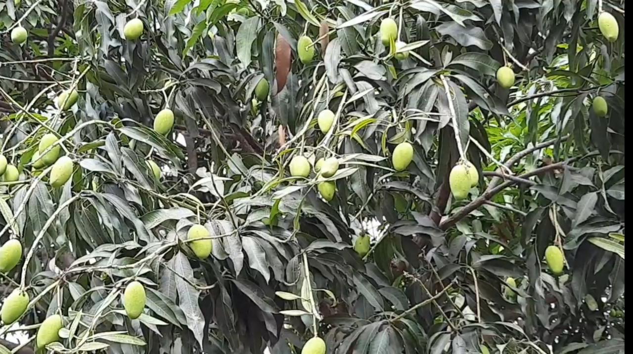 फोटो: आजतक