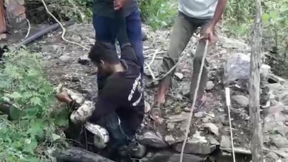 अजगर का रेस्क्यू  (Photo Aajtak)