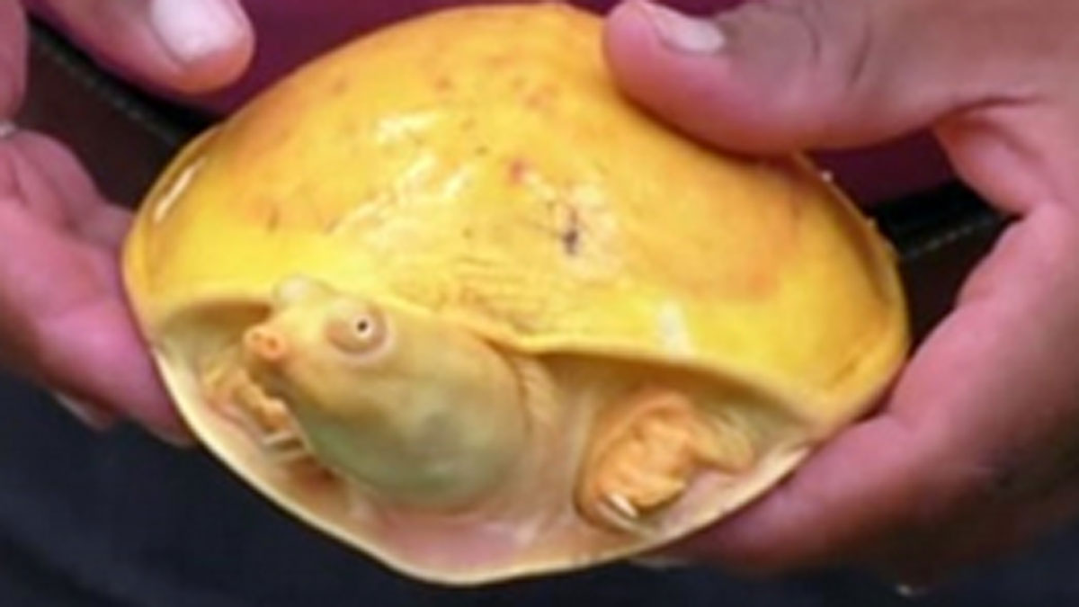 दुर्लभ प्रजाति का पीला कछुआ (Photo Aajtak)