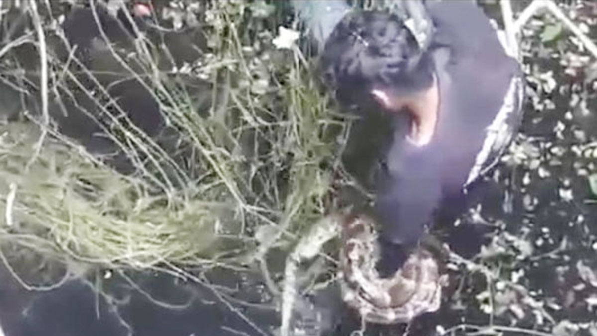 अजगर का रेस्क्यू  (Photo Aajtak)