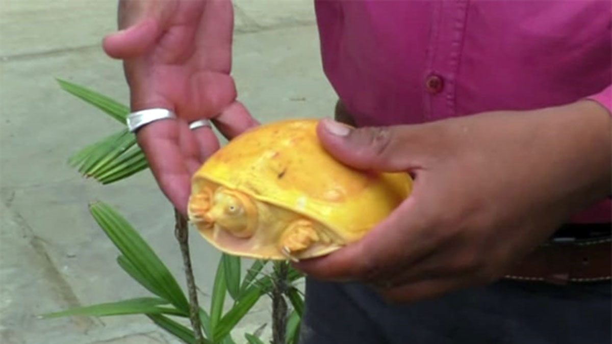 दुर्लभ प्रजाति का पीला कछुआ (Photo Aajtak)