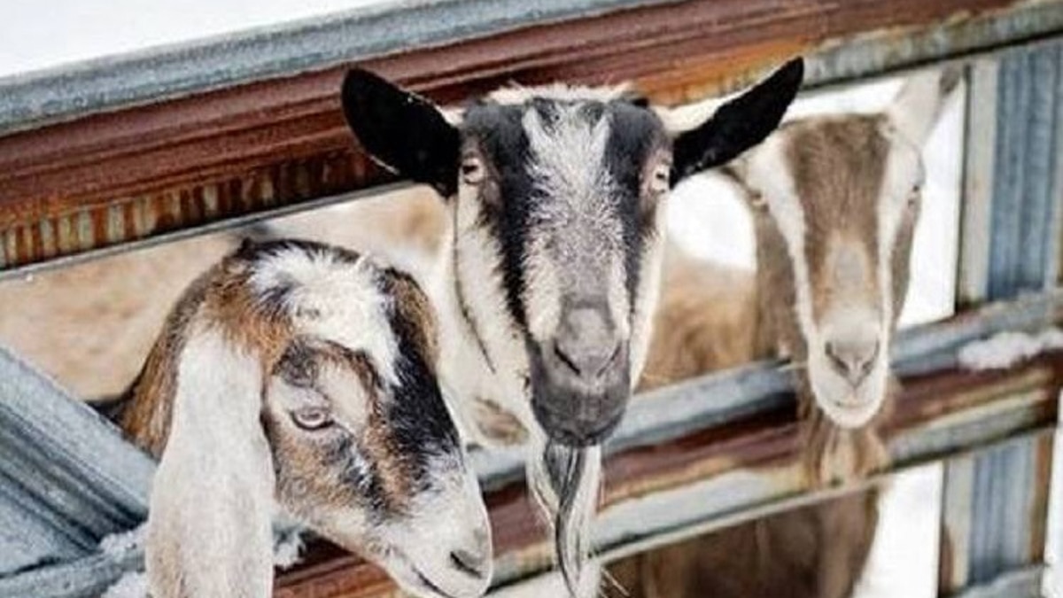 दो मालिकों ने किया बकरी पर दावा.