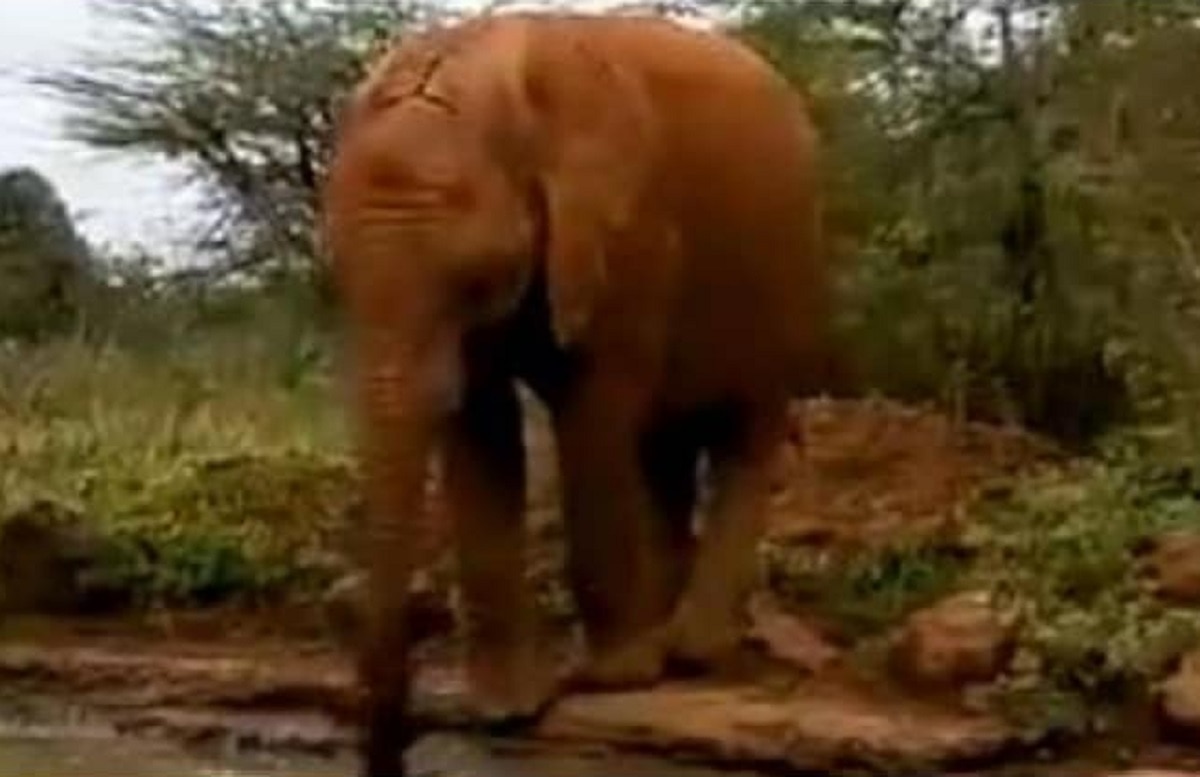 पानी पीना सीख रहा हाथी का बच्चा