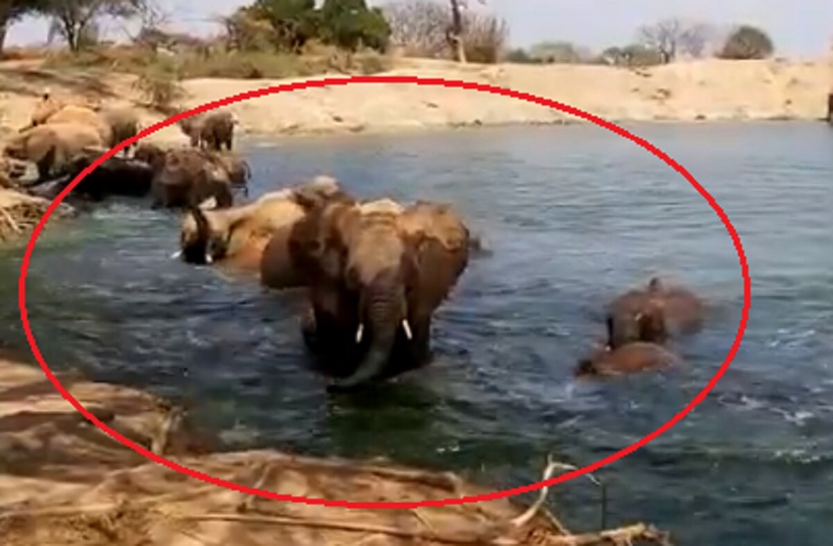 हाथियों के झुंड ने एक साथ लगाई पानी में डुबकी