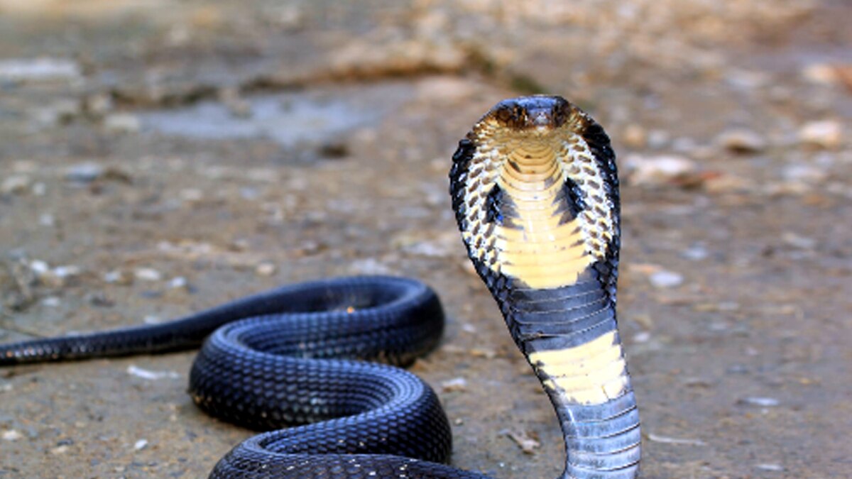 प्रतीकात्मक फोटो