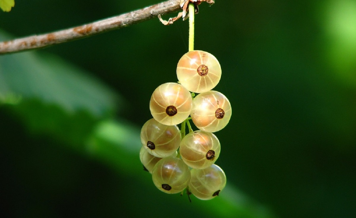 कोलेस्ट्रॉल पर कंट्रोल