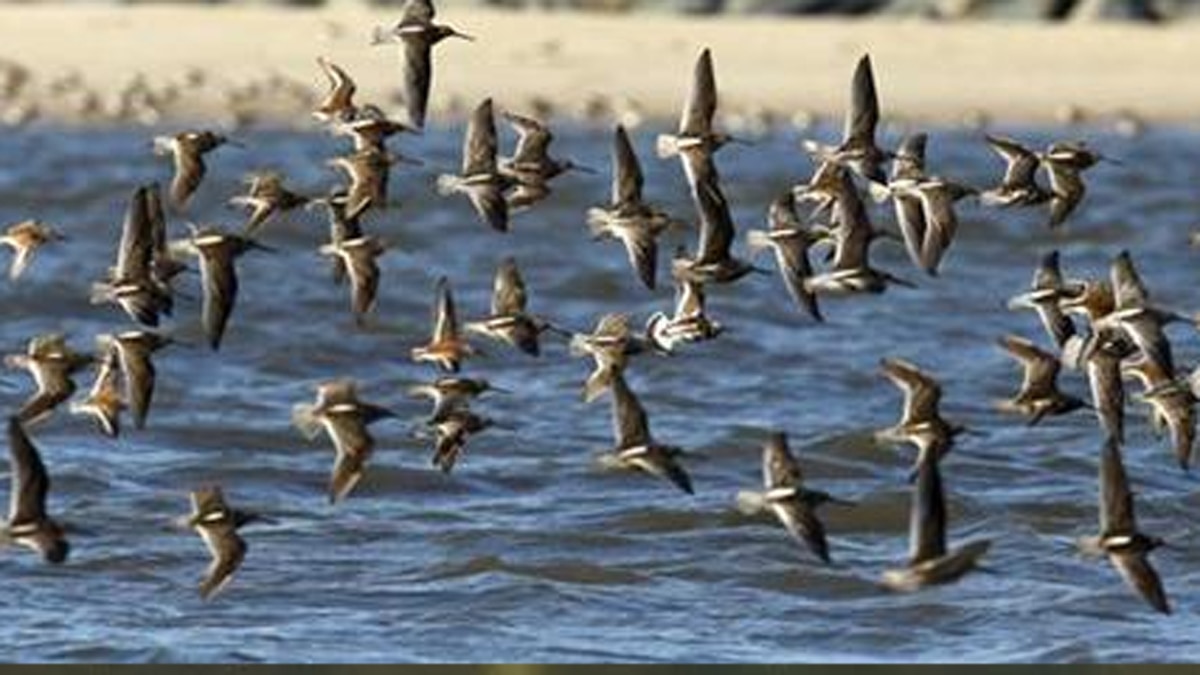 सर्दियों की शुरुआत में ही आने लगे विदेशी पक्षी.