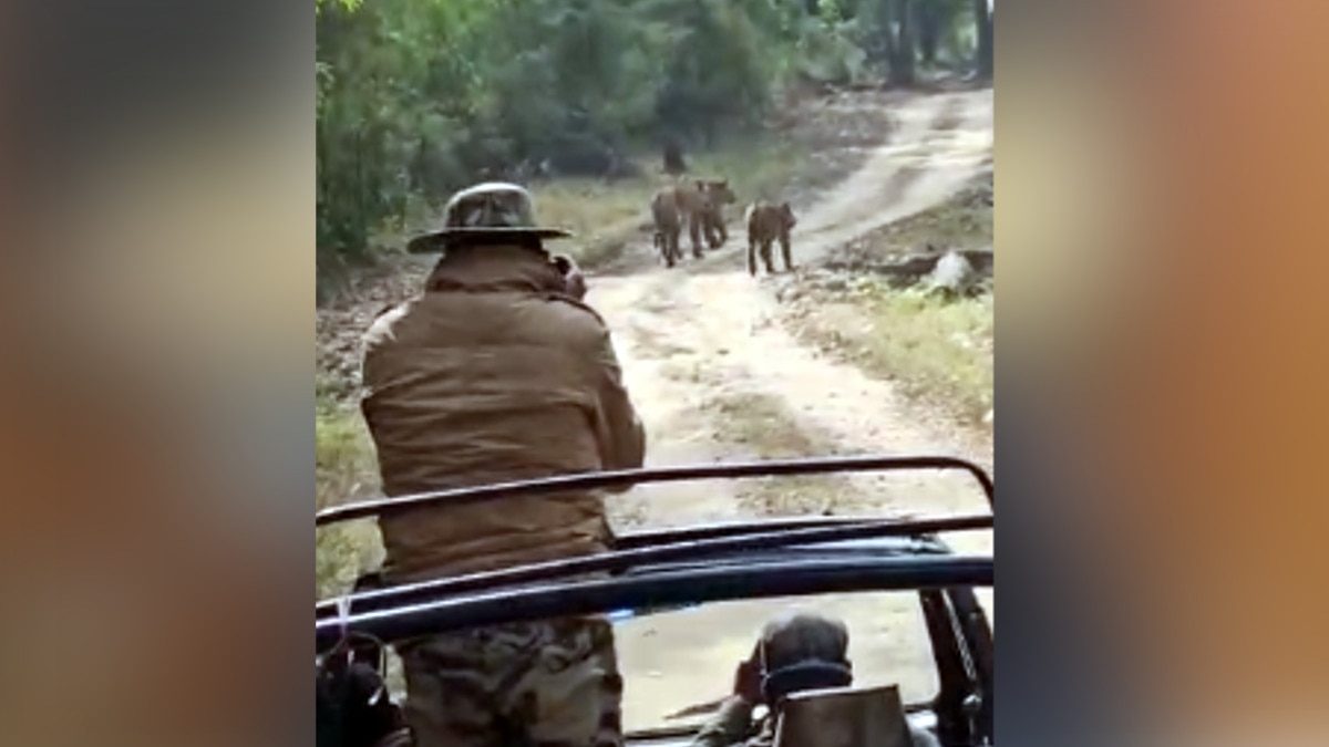 कान्हा टाइगर रिजर्व में शावकों के साथ मस्‍ती करता नजर आया बाघों का कुनबा, Photos
