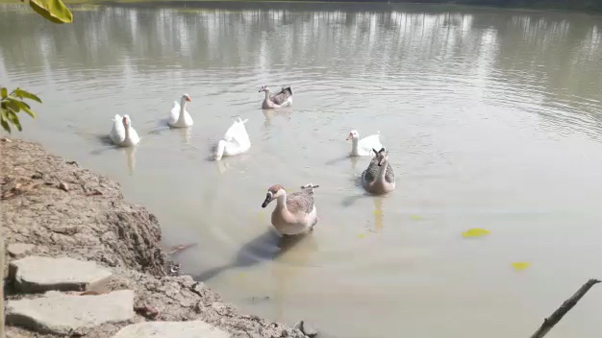 महिला ने अपने खेत में बनाया आईलैंड (फोटो आजतक)