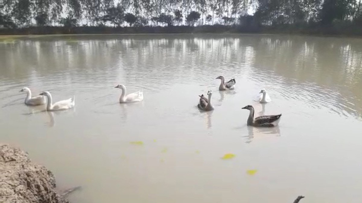 महिला ने अपने खेत में बनाया आईलैंड (फोटो आजतक)