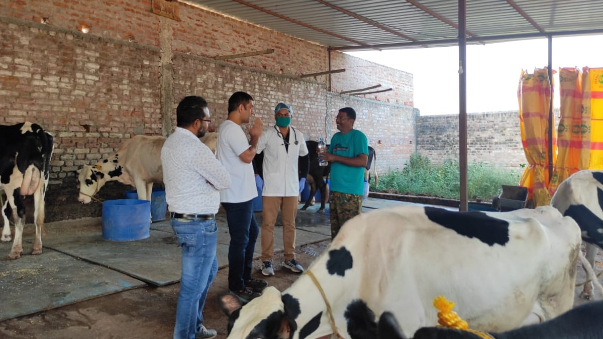 गाय की स्पेशल ब्रीड तैयार करने में लगे हैं एमएस धोनी, किसानों को मुफ्त में देने का विचार 