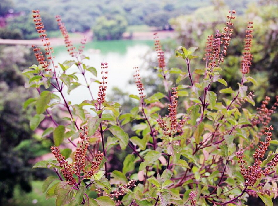 तुलसी डालें