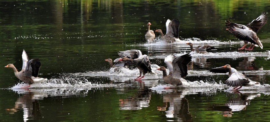 किन पक्षियों में होता है बर्ड फ्लू