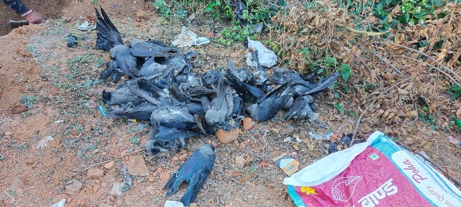 किन लोगों को होता है बर्ड फ्लू का खतरा