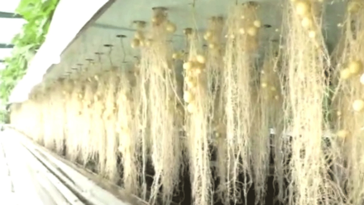 एरोपोनिक तकनीक से हवा में उगेंगे आलू (फोटो आजतक)