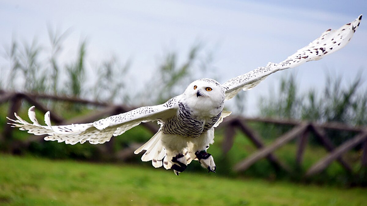 Rare Snowy Owl spotted in New York