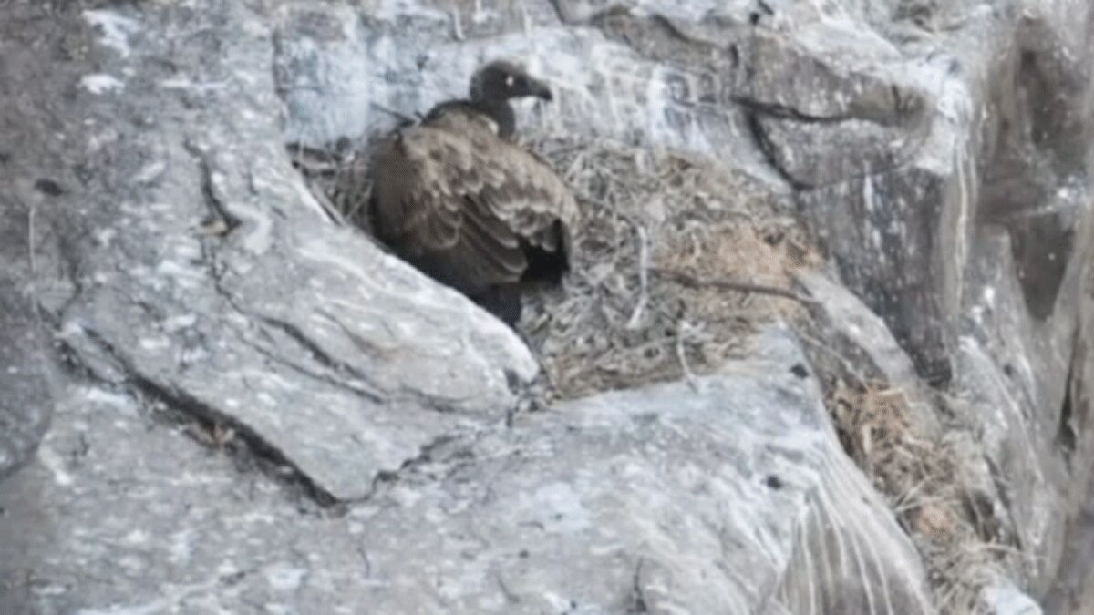 जिले में गिद्धों की संख्या में लगभग दोगुनी बढ़ोतरी हुई है (फोटो आजतक)