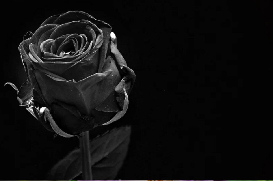 ब्लैक रोज़