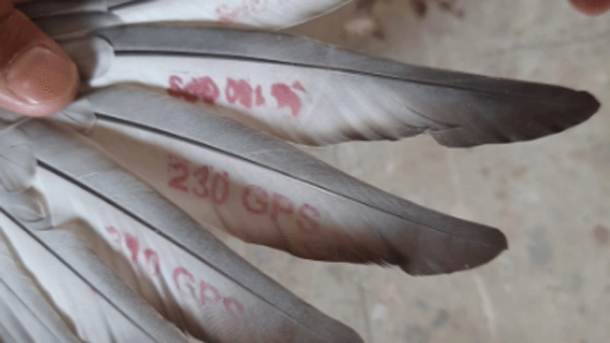  पाकिस्तानी सीमा से उड़कर आए कबूतर के पंखों पर लिखे नंबर्स  (फोटो आजतक)