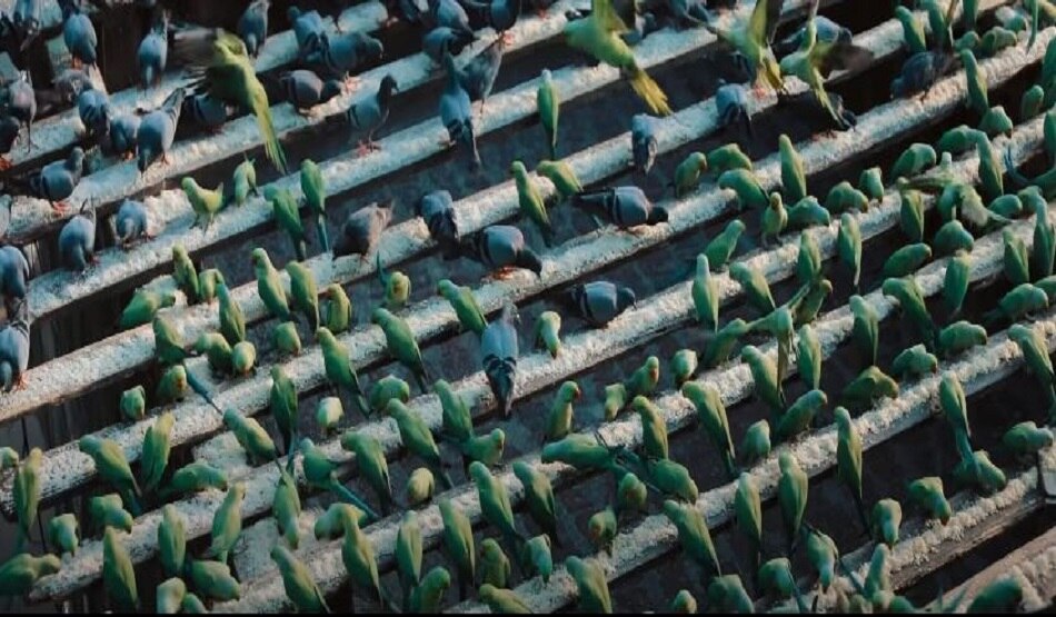 बर्डमैन के नाम से मशहूर है ये शख्स