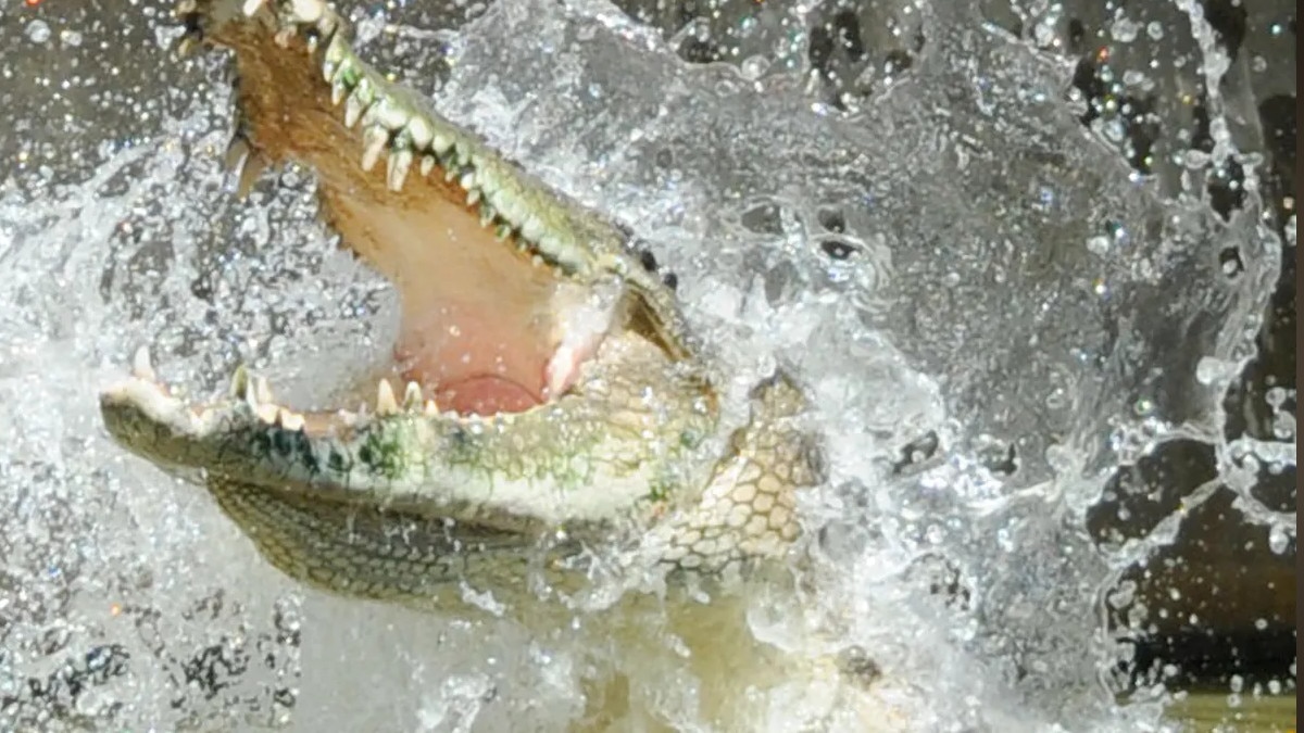 वाइल्ड लाइफ सेंक्चुरी में मगरमच्छ ने एक शख्स को पानी मे खींचा, चीखों से गूंजा इलाका 