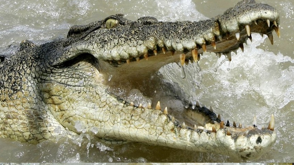 वाइल्ड लाइफ सेंक्चुरी में मगरमच्छ ने एक शख्स को पानी मे खींचा, चीखों से गूंजा इलाका 