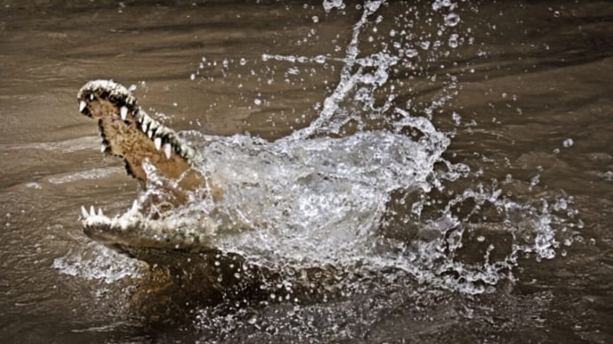 वाइल्ड लाइफ सेंक्चुरी में मगरमच्छ ने एक शख्स को पानी मे खींचा, चीखों से गूंजा इलाका 