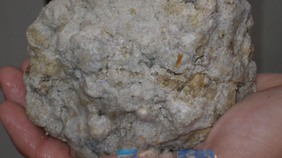 Image credits Fat Ferret Image credits Christian Loader 