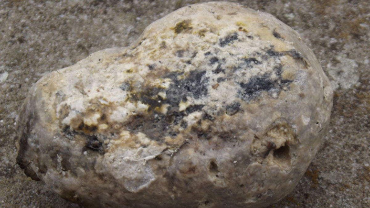 Image credits Fat Ferret