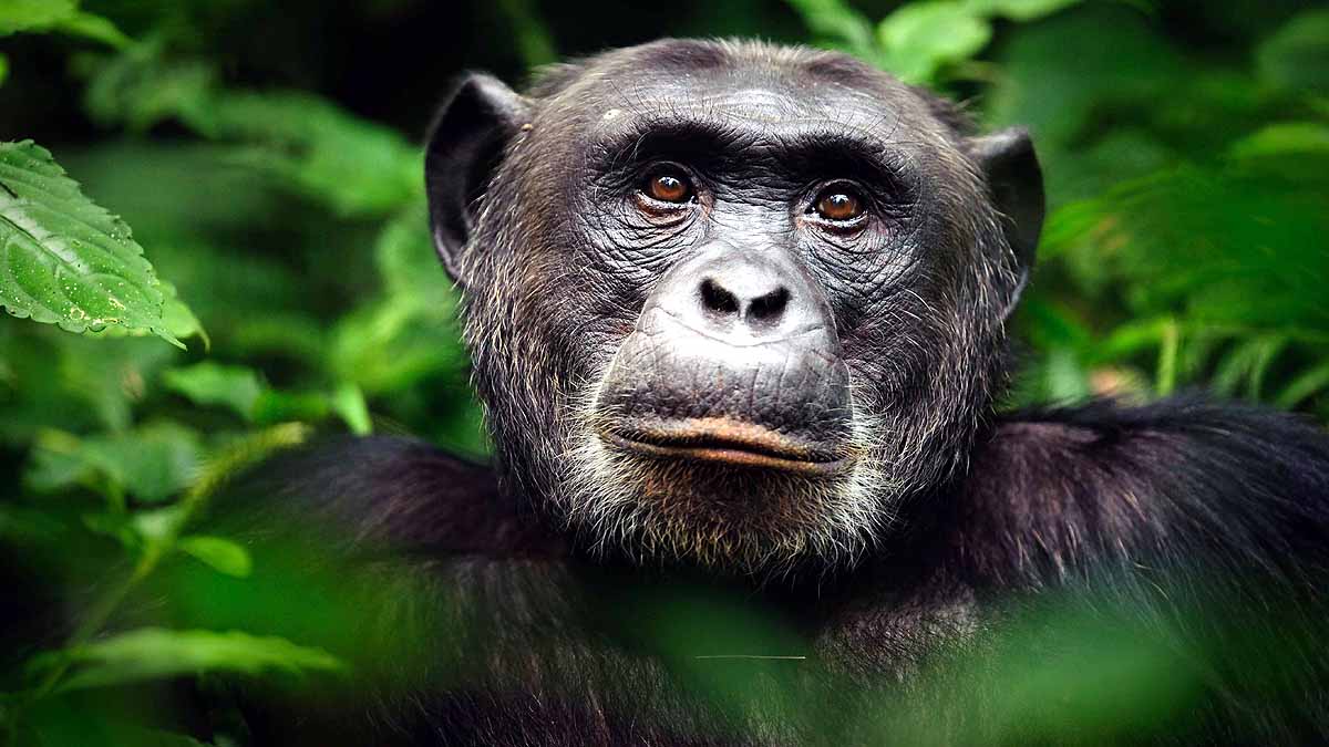 Chimpanzee Poop Oxford AstraZeneca Vaccine