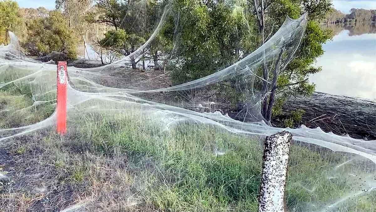Massive Spider Webs Australia