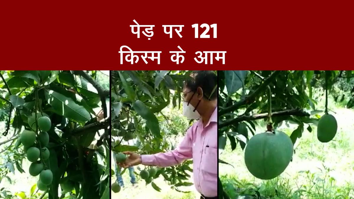 variety of mangos on the same tree in saharanpur