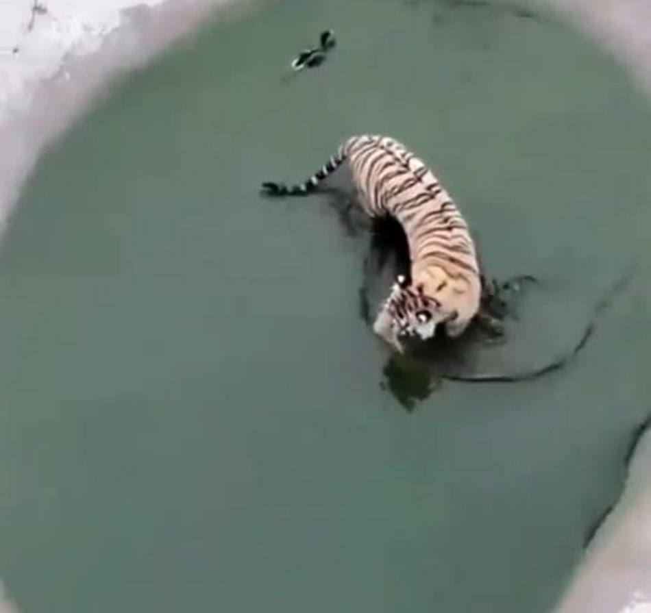 Tiger catch the duck video