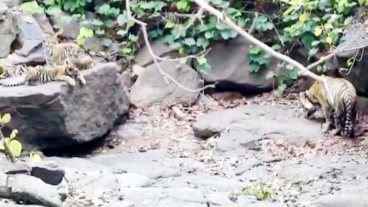 बाघिन की मौत के बाद शावकों का पिता रख रहा ध्यान