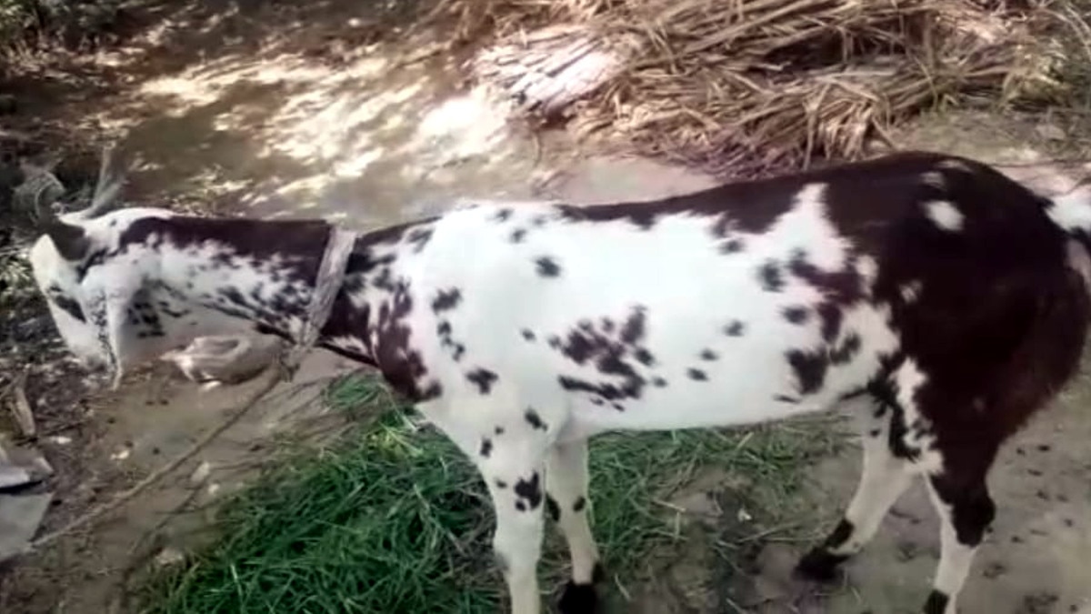 Goat became a symbol of religious unity