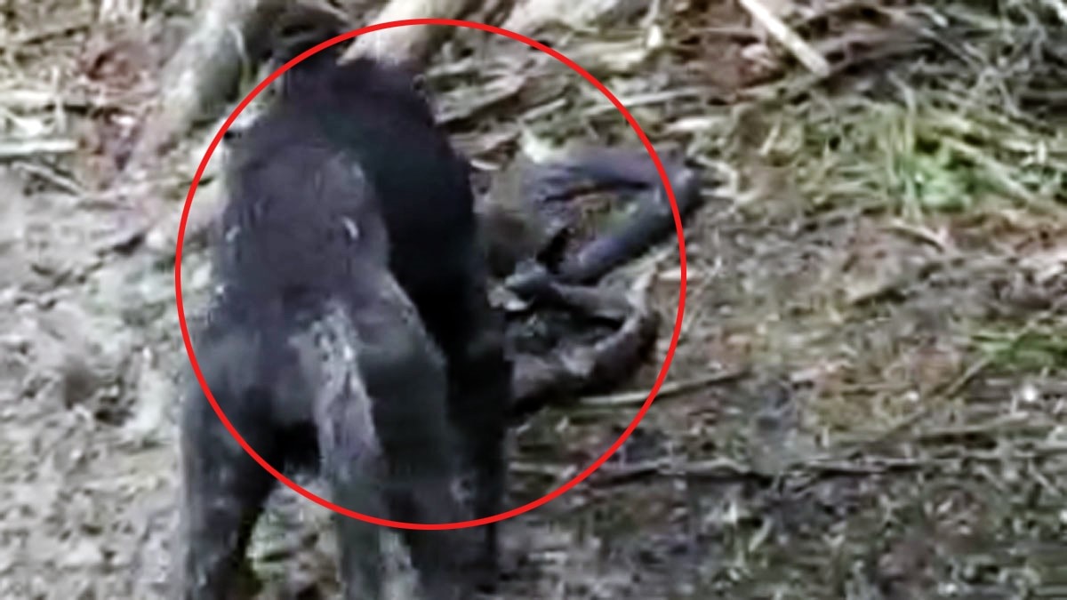 कोबरा सांप से भिड़ा कुत्ता, लड़ाई के बाद दोनों की मौत