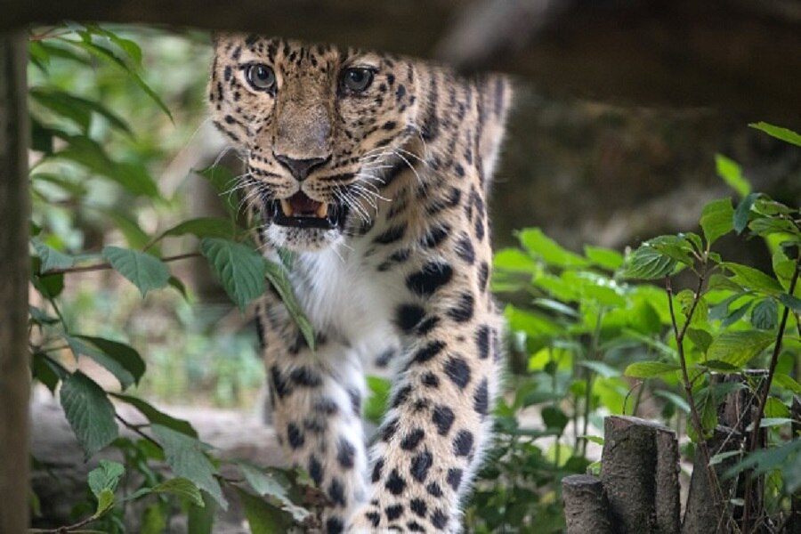 dog fought leopard viral video