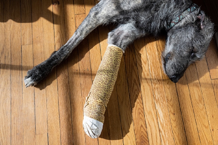 dog fought leopard viral video