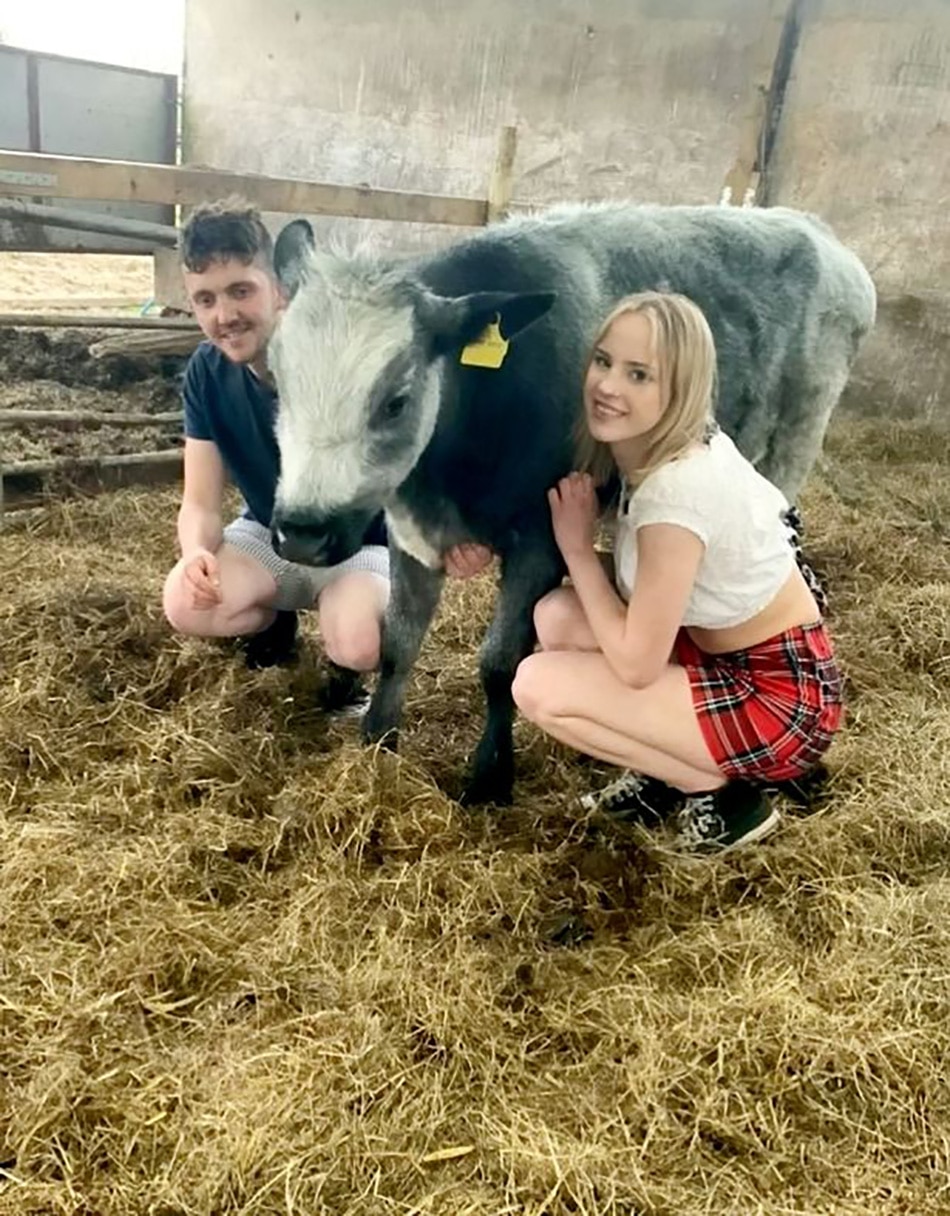 woman proposal on cow