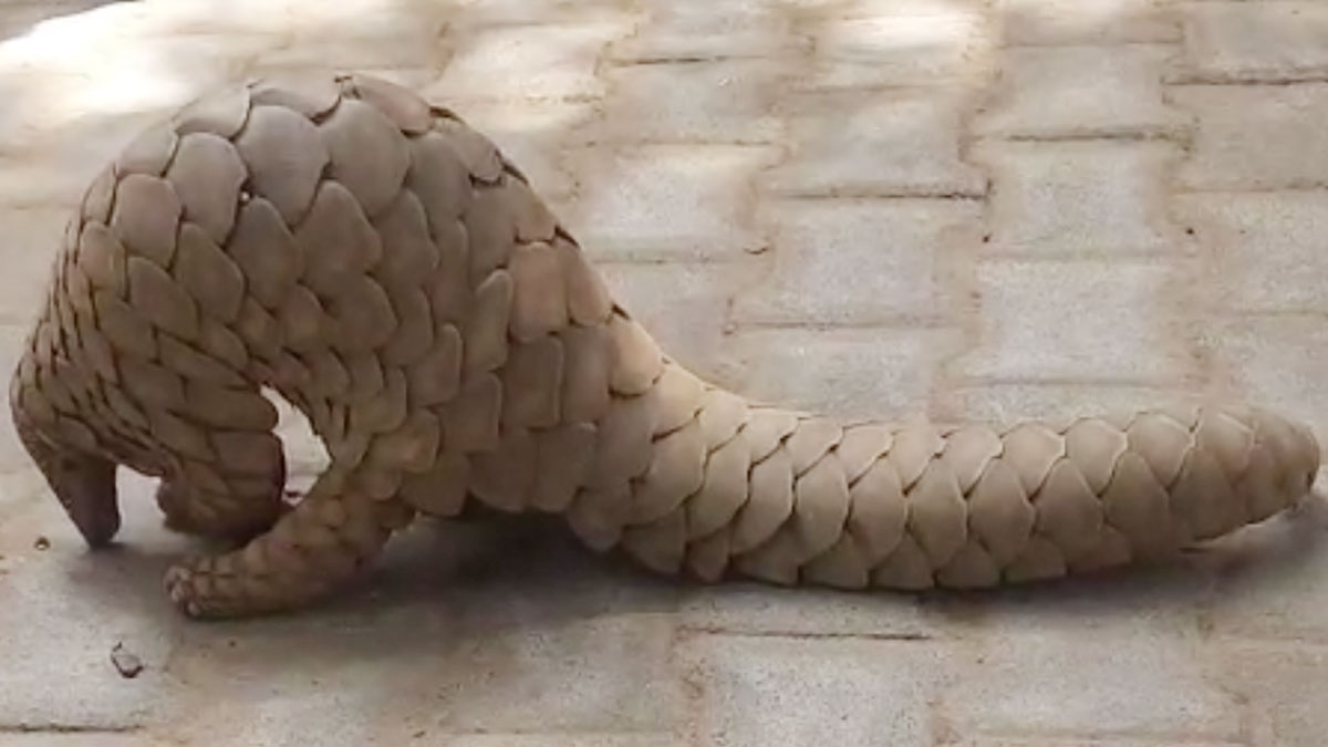 पैंगोलिन देखे जाने से लोगों में मचा हड़कंप 