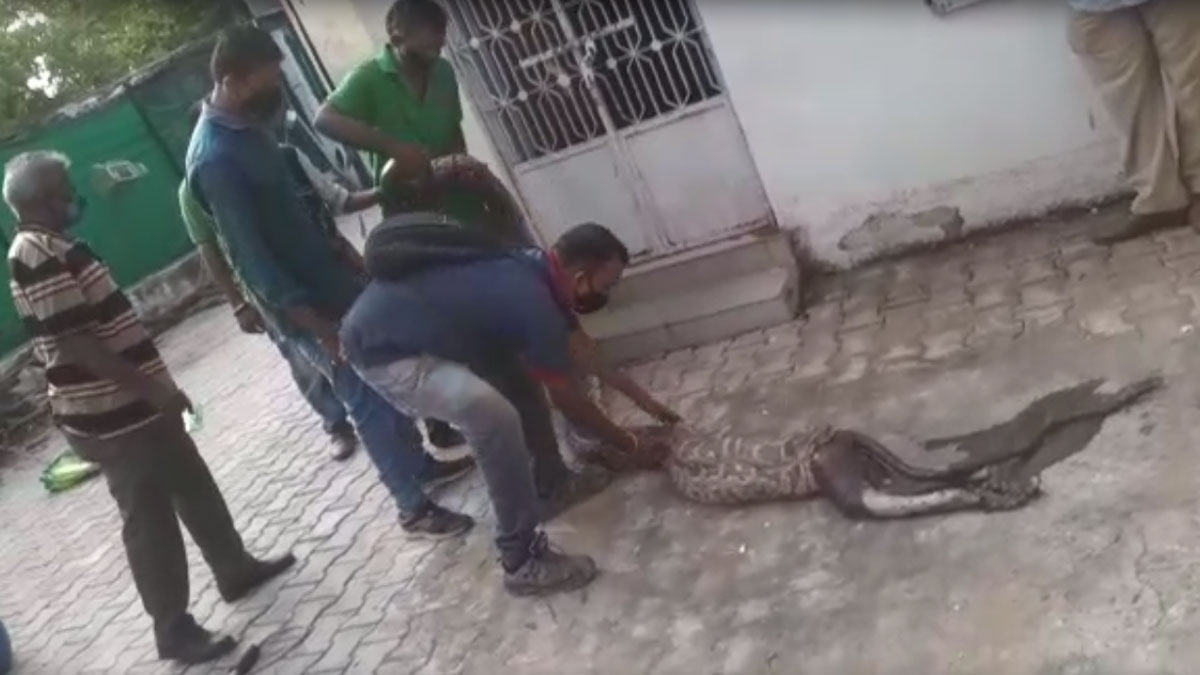 जिंदा बंदर को निगल गया अजगर 