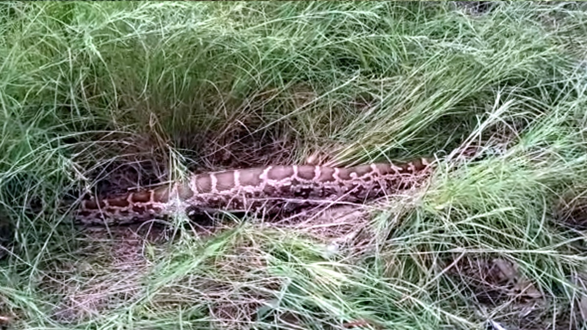 python swallowed the deer