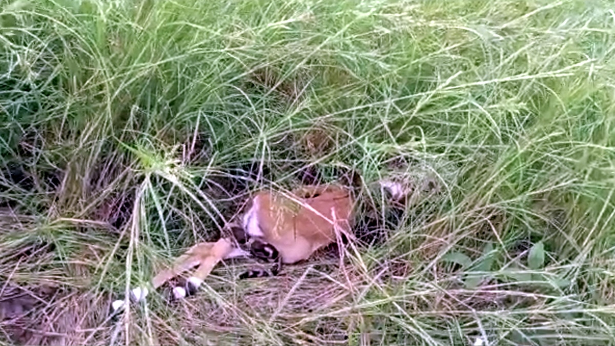 python swallowed the deer