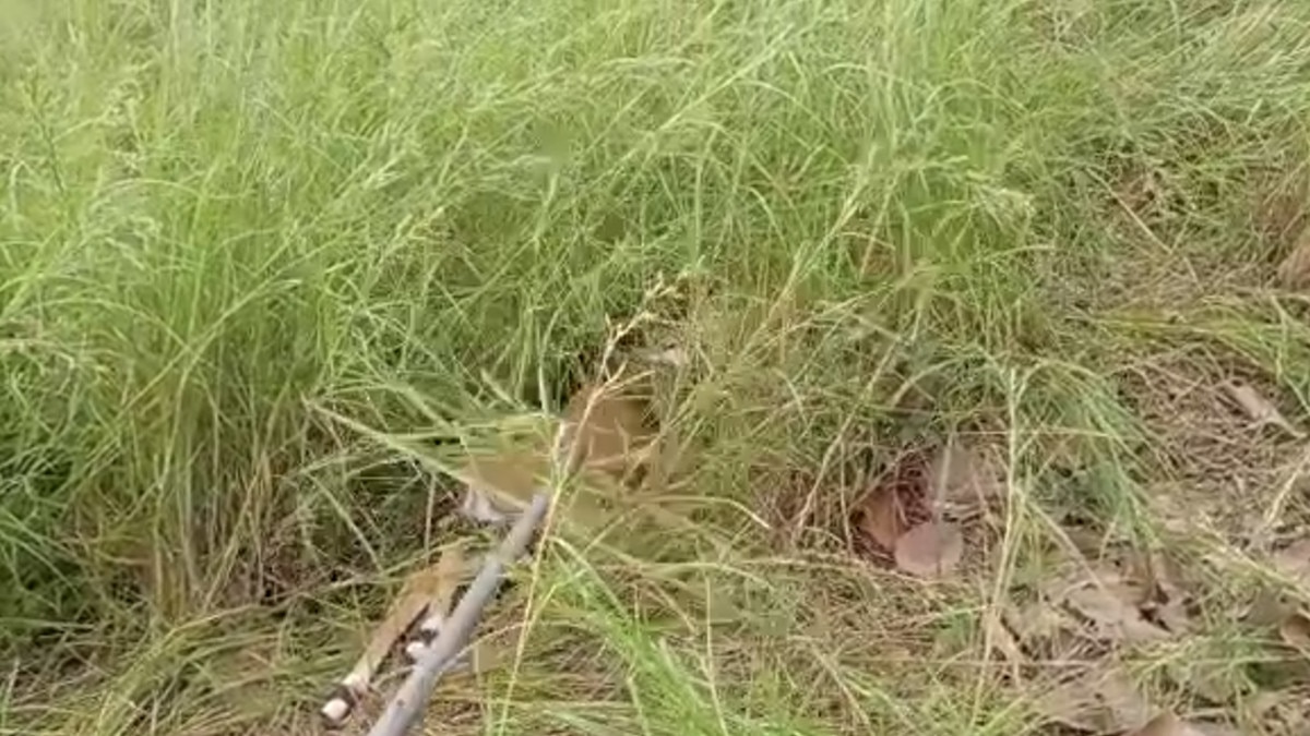 python swallowed the deer