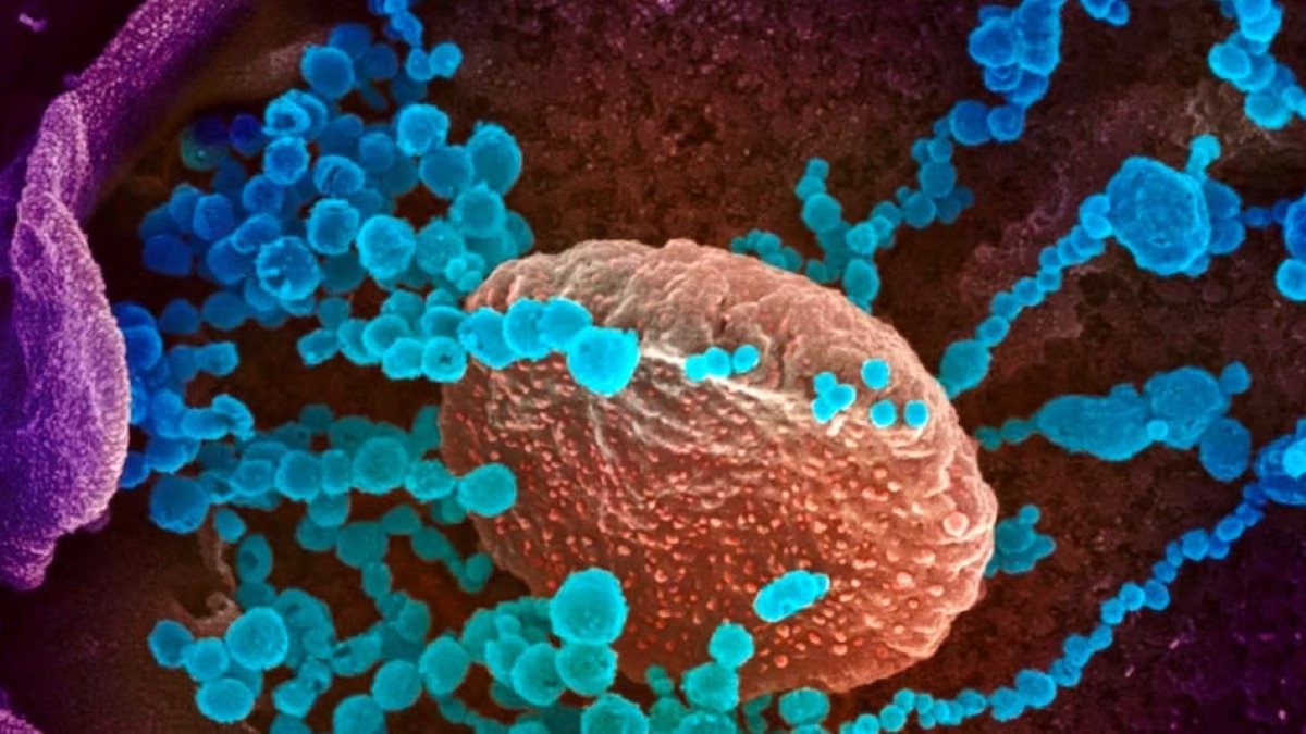 How dangerous is this 'Omicron' variant? Watch Report