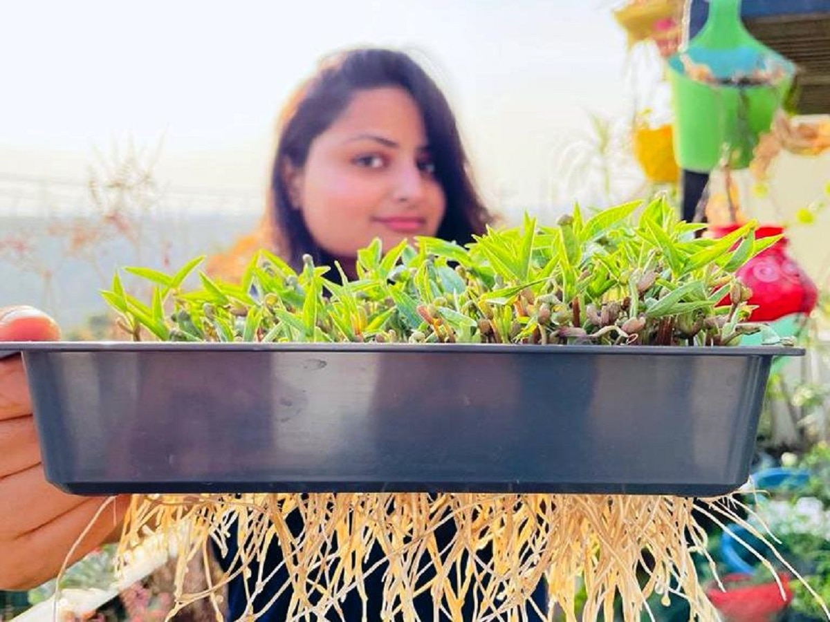 Hydroponic farming fibre process