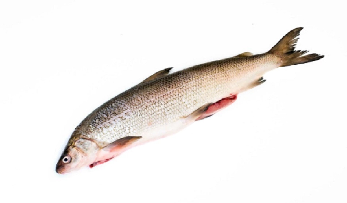 trout fish
