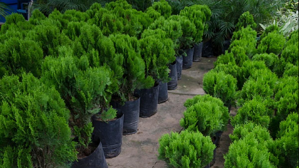 घर की दिशा में लगाएं ये पौधा (फोटो-Getty image)