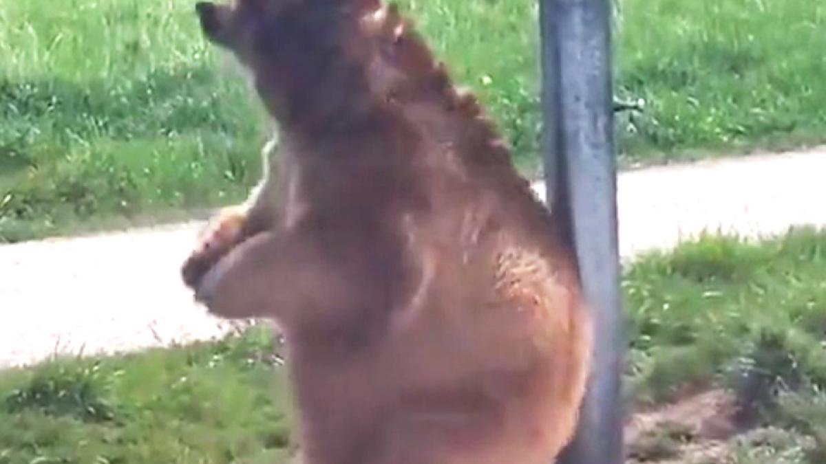 Bear viral video
